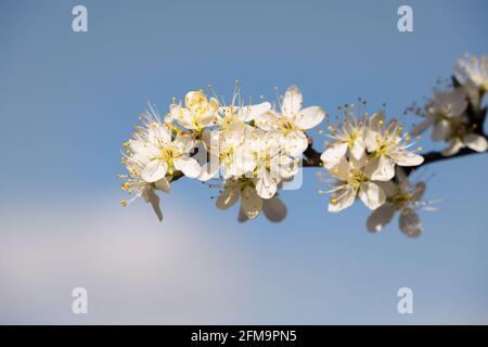 Primo piano di fiori di damson in primavera Foto Stock