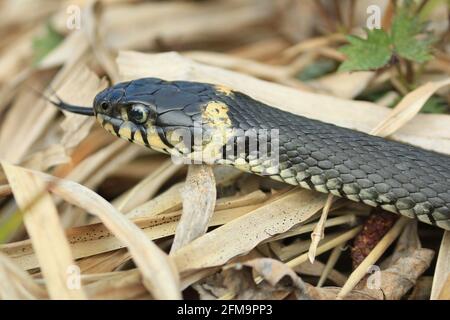 Natrix natrix o serpente d'erba. Primo piano di un serpente con la sua lingua che pende in erba secca all'aperto in primavera. Foto Stock