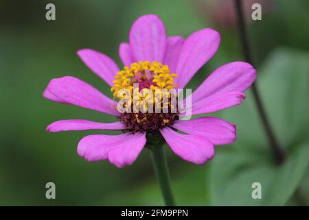 Fuoco selezionato di un giardino cosmo fiore con rosa petali Foto Stock