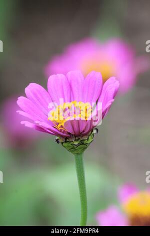 Fuoco selezionato di un giardino cosmo fiore con rosa petali Foto Stock