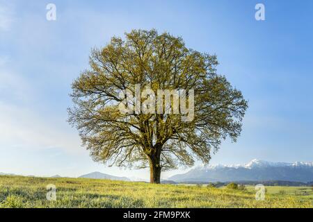 Quercia Foto Stock