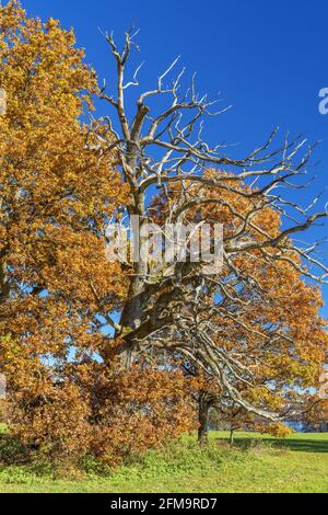 Quercia nel Parco Bernrieder, Bernried, alta Baviera, Baviera, Germania meridionale, Germania, Europa Foto Stock