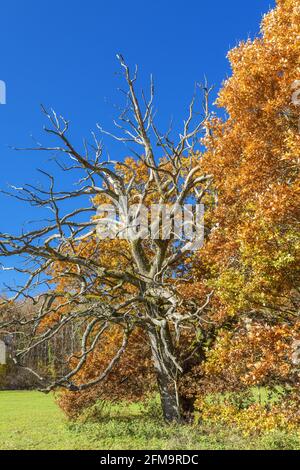 Quercia nel Parco Bernrieder, Bernried, alta Baviera, Baviera, Germania meridionale, Germania, Europa Foto Stock
