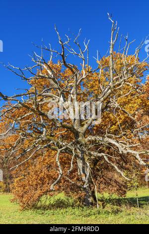 Quercia nel Parco Bernrieder, Bernried, alta Baviera, Baviera, Germania meridionale, Germania, Europa Foto Stock