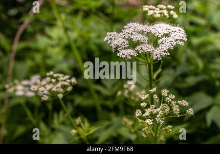 Il chervile selvatico, Chaerophyllum hirsutum L., è una pianta della famiglia Apiacea. Fonti di Cavuto, Abruzzo, Italia, europa Foto Stock