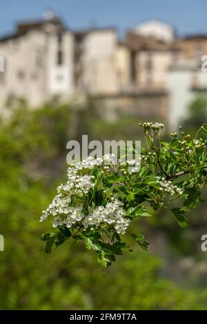 Il biancospino comune, Crataegus monogyna Jacq, è un arbusto ritorto e spinoso della famiglia delle Rosaceae. Fonti di Cavuto, Abruzzo, Italia, Europa Foto Stock