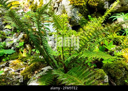 La felce maschile, Dryopteris filix-mas, è una pianta della famiglia Dryopteridaceae. È una delle felci più comuni nei boschi ombreggiati. Abruzzo, Italia Foto Stock