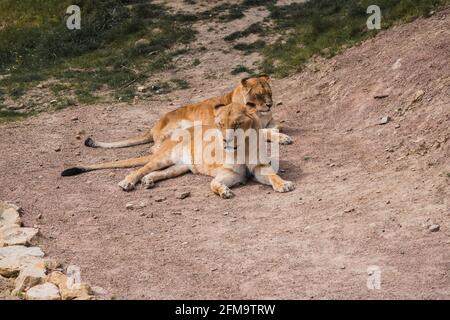 I Lions di relax al sole Foto Stock