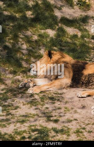 I Lions di relax al sole Foto Stock