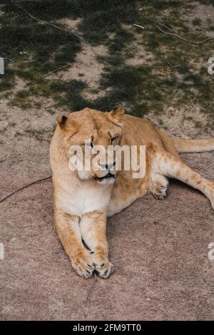 I Lions di relax al sole Foto Stock