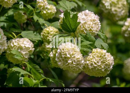 Fioritura dell'anello di Viburnum, detto anche palla di neve. La palla di neve è un arbusto della famiglia Caprifoliaceae. Fonti di Cavuto, Abruzzo, Italia, europa Foto Stock