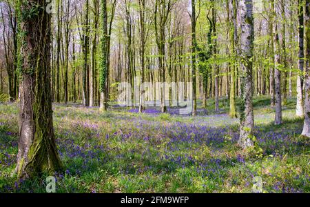 Il sole tramonta attraverso un grumo di faggi Dorset che illumina un tappeto di bluebells Foto Stock