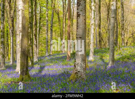 Il sole tramonta attraverso un grumo di faggi Dorset che illumina un tappeto di bluebells Foto Stock