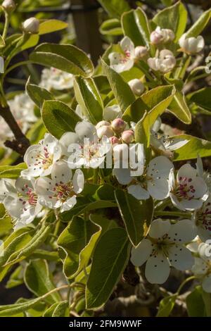 Primo piano Fotografia della fioritura dell'albero di pera del giardino in primavera Foto Stock