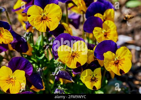Closeup di panties colorate (Viola wittrockiana) al sole. Foto Stock