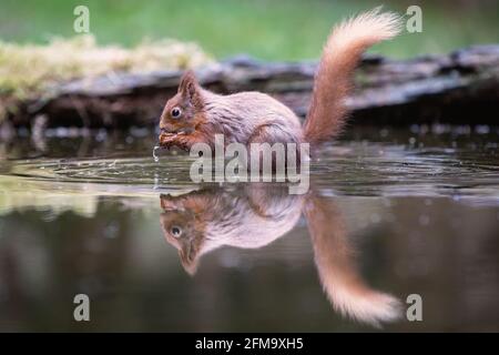 Scoiattolo rosso che vizing stagno con rocce e riflessione in acqua Foto Stock