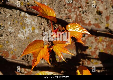 Giovani germogli di un vino selvatico su un muro Foto Stock