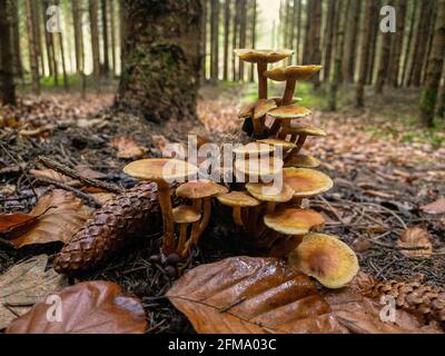 Primo piano vista di diversi funghi in un bellissimo autunno scenario forestale Foto Stock