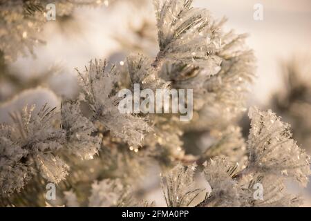 Primo piano di rami di pino surgelato, ricoperti da scintillanti cristalli di neve, sfondo sfocato Foto Stock