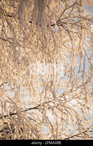 Ramoscelli di betulla ricoperti di neve, sfondo bokeh naturale, Finlandia Foto Stock