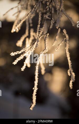 Primo piano di ramoscelli di betulla surgelati, sfondo bokeh Foto Stock