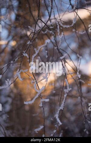 Ramoscelli smerigliati, natura sfondo soleggiato, Finlandia Foto Stock