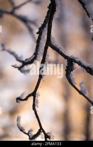 Frosted Birch Twigs, natura soleggiata sfondo offuscato, Finlandia Foto Stock