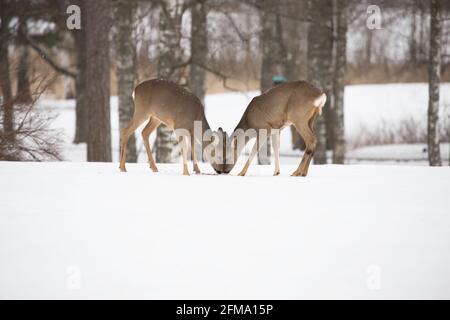 Capriolo capriolo capreolo, due femmine, mangiare, giardino, inverno, Finlandia Foto Stock