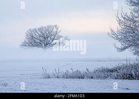 Paesaggio da sogno invernale in una mattinata gelida nella bassa Sassonia Valle dell'Elba Foto Stock