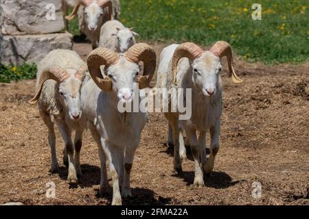La pecora barbarica (Ammotragus lervia) o aoudad è una specie originaria delle montagne rocciose del Nord Africa. È specie non-nativa nel selvaggio del New Mexico Foto Stock