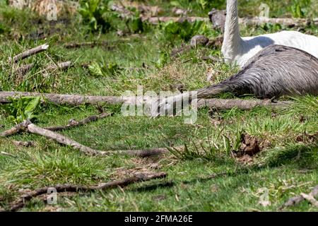 Dirigiti verso la grande o americana rhea (Rhea americana), originaria del Sud America. Uccelli naturali e leucaristici. Foto Stock