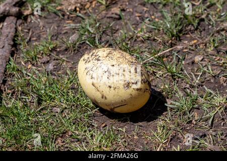 La rhea maggiore o americana (Rhea americana), uovo Foto Stock