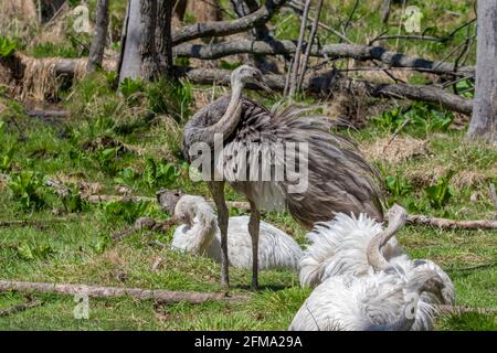 Dirigiti verso la grande o americana rhea (Rhea americana), originaria del Sud America. Uccelli naturali e leucaristici. Foto Stock