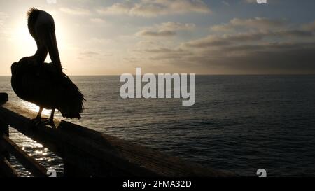 Pellicano selvaggio su ringhiera del molo di legno, lungomare Oceanside, spiaggia dell'oceano della California, fauna selvatica degli Stati Uniti. PELELANUS dall'acqua di mare. Grande uccello in libertà da vicino, silhouette a contrasto al tramonto. Becco grande. Foto Stock