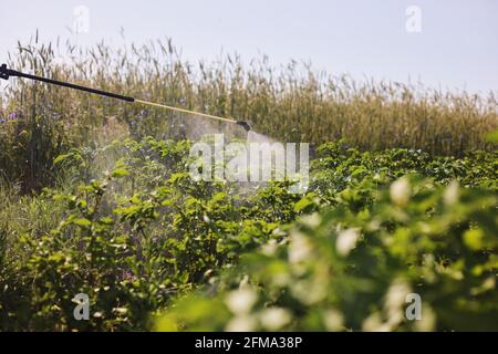 Un coltivatore con un nebulizzatore tratta la piantagione di patate da parassiti e infezioni da funghi. Usi le sostanze chimiche in agricoltura. Agricoltura e agroalimentare. Foto Stock