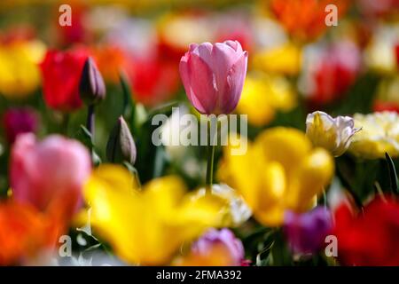 CHERNIVTSI REGIONE, UCRAINA - 05 MAGGIO 2021 - i tulipani fioriti sono visti nel villaggio di Mamayivtsi, regione di Chernivtsi, Ucraina occidentale Foto Stock