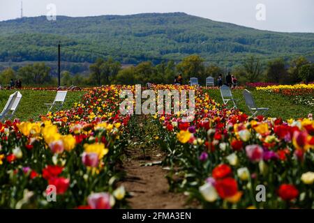 REGIONE DI CHERNIVTSI, UCRAINA - 05 MAGGIO 2021 - piantagione di tulipani nel villaggio di Mamayivtsi, regione di Chernivtsi, Ucraina occidentale Foto Stock