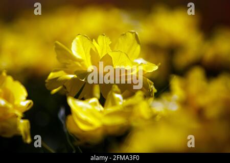 CHERNIVTSI REGIONE, UCRAINA - 05 MAGGIO 2021 - i tulipani fioriti sono visti nel villaggio di Mamayivtsi, regione di Chernivtsi, Ucraina occidentale Foto Stock