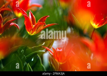 CHERNIVTSI REGIONE, UCRAINA - 05 MAGGIO 2021 - i tulipani fioriti sono visti nel villaggio di Mamayivtsi, regione di Chernivtsi, Ucraina occidentale Foto Stock