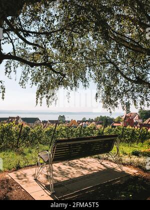 Lago di Costanza, Meersburg, vigneto, banca, Baden-Württemberg, Germania Foto Stock