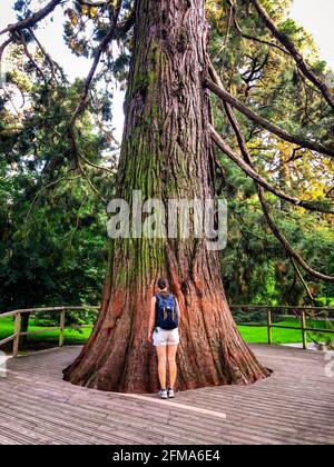 Lago di Costanza, donna, albero, isola di Mainau, Costanza, Baden-Württemberg, Germania Foto Stock