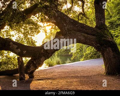 Lago di Costanza, sera, albero, modo, isola di Mainau, Konstanz, Baden-Württemberg, Germania Foto Stock