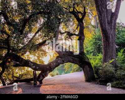 Lago di Costanza, sera, albero, modo, isola di Mainau, Konstanz, Baden-Württemberg, Germania Foto Stock