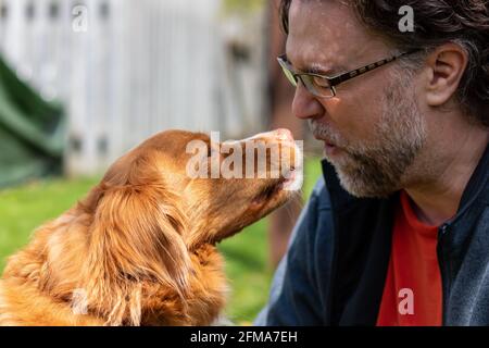 Closeup di Nova Scotia Duck Tolling Retriever cane addossato nel viso caucasico di mezza età. L'uomo sta flinching dall'anticipare essere leccato. Foto Stock