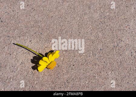 il fiore giallo raccolto è caduto sul marciapiede in luce solare intensa per il concetto di amore perduto e tristezza Foto Stock