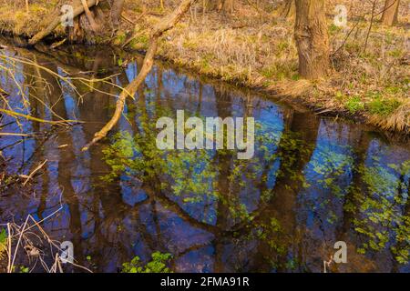 Il piccolo fiume Eiserbach nello stato del Brandeburgo in Germania in primavera, rami rotti si trovano in acqua Foto Stock