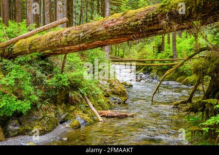 Fallen Tree offre un precario passaggio pedonale su Olney Creek nello stato di Washington. Il fiume scorre attraverso una lussureggiante gola verde Foto Stock
