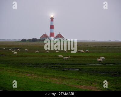 Pecore sulle paludi saline, faro di Westerheversand, crepuscolo, Parco Nazionale del Mare di Wadden, Sito Patrimonio dell'Umanità dell'UNESCO, Schleswig-Holstein, Germania Foto Stock