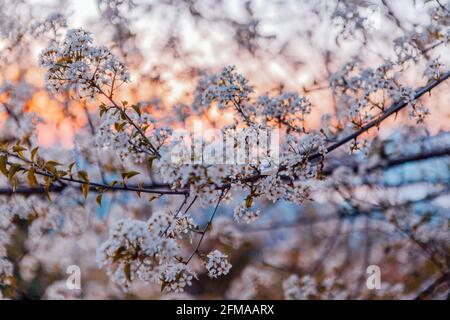 Ramoscelli di albicocca in fiore. Bellissimi fiori bianchi contro il cielo blu al tramonto. Foto Stock