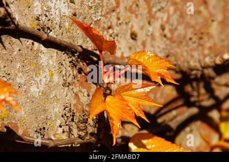 Giovani germogli di un vino selvatico su un muro Foto Stock